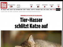 Bild zum Artikel: Messer-Attacke im Saarland - Tier-Hasser schlitzt Katze auf