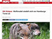 Bild zum Artikel: Mit Welpen: Wolfsrudel siedelt sich vor Hamburgs Toren an