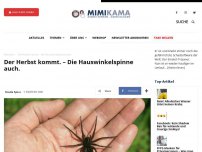 Bild zum Artikel: Der Herbst kommt. – Die Hauswinkelspinne auch.