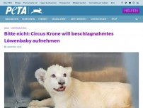 Bild zum Artikel: Bitte nicht: Circus Krone will beschlagnahmtes Löwenbaby aufnehmen