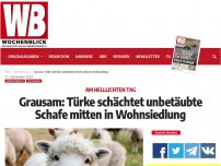 Bild zum Artikel: Grausam: Türke schächtet unbetäubte Schafe mitten in Wohnsiedlung