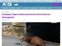 Bild zum Artikel: Hetzjagd: Jäger treiben panischen Hirsch bis ins Wohngebiet