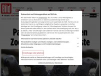 Bild zum Artikel: Anfangs war es noch lustig - Papageien beschimpfen Zoo-Besucher aufs Übelste
