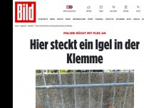 Bild zum Artikel: Polizei rückt mit Flex an - Hier steckt ein Igel in der Klemme