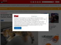 Bild zum Artikel: Grausame Tat - Grausame Tat in Thüringen: Tierquäler hacken Katze die Hinterbeine ab
