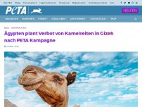 Bild zum Artikel: Ägypten plant Verbot von Kamelreiten in Gizeh nach PETA KampagneCancelPreferencesEdit