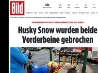 Bild zum Artikel: Fahrerflucht nach Zusammenstoß mit Hund - Husky „Snow“ wurden die Beine gebrochen