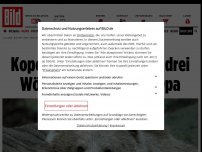 Bild zum Artikel: Weil modernisiert wird - Kopenhagener Zoo tötet drei Wölfe und Bären-Opa