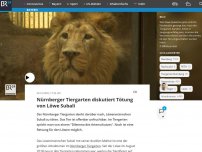 Bild zum Artikel: Nürnberger Tiergarten diskutiert Tötung von Löwe Subali