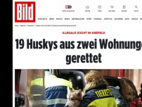 Bild zum Artikel: Illegale Zucht in Krefeld - 17 Huskys aus zwei Wohnungen gerettet