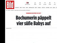 Bild zum Artikel: Siebenschläfer in Not - Bochumerin päppelt vier süße Babys auf