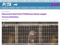 Bild zum Artikel: Dänemark tötet fast 17 Millionen Nerze wegen Corona-Mutation
