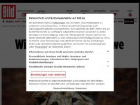Bild zum Artikel: ZOODIREKTOR ZU SCHICKSAL SUBALIS - Wird der impotente Löwe getötet?