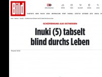 Bild zum Artikel: Schäferhund aus Osthessen - Inuki (5) tabselt blind durchs Leben