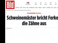 Bild zum Artikel: Schweinerei im Stall - Schweinemäster bricht Ferkeln die Zähne aus