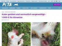 Bild zum Artikel: Kater getötet und vermutlich vergewaltigt – 1.000 € für Hinweise