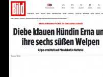 Bild zum Artikel: REITLEHRERIN FIONA IN SORGE - Diebe klauen Hündin Erna und ihre sechs Welpen