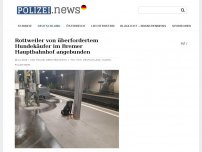 Bild zum Artikel: Rottweiler von überfordertem Hundekäufer im Bremer Hauptbahnhof angebunden