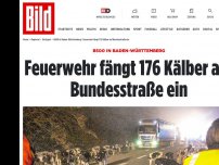 Bild zum Artikel: B500 bei Iffezheim - Lkw-Fahrer rettet Kälber aus brennendem Transporter