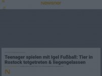 Bild zum Artikel: Teenager spielen mit Igel Fußball: Tier in Rostock totgetreten & liegengelassen