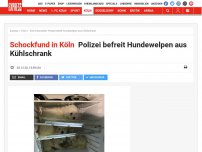 Bild zum Artikel: Schockfund in Köln: Polizei befreit Hundewelpen aus Kühlschrank