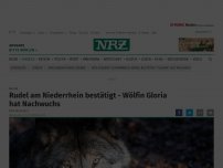 Bild zum Artikel: Natur: Bestätigt: Wölfe im Wolfsgebiet Schermbeck haben Nachwuchs