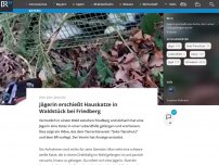Bild zum Artikel: Jägerin erschießt Hauskatze in Waldstück bei Friedberg