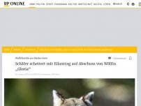 Bild zum Artikel: Schäfer scheitert mit Antrag gegen Niederrhein-Wölfin: Keine Genehmigung für den Abschuss der Wölfin „Gloria“ im Eilverfahren