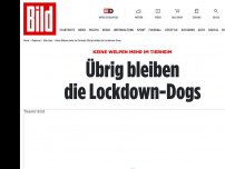 Bild zum Artikel: Keine Welpen mehr im Tierheim - Übrig bleiben die Lockdown-Dogs