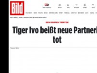 Bild zum Artikel: Beim ersten Treffen - Tiger tötet Tiger im Zoo