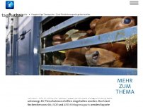 Bild zum Artikel: Qual-Rindertransporte gehen weiter