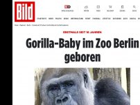Bild zum Artikel: Erstmals seit 16 Jahren - Gorilla-Baby im Zoo Berlin geboren
