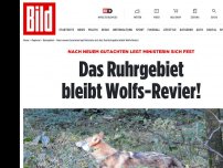 Bild zum Artikel: Neues Gutachten - Das Ruhrgebiet bleibt Wolfs-Revier!