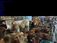 Bild zum Artikel: Tierquälerei: Nach Odyssee auf See – 850 Kühe sollen in Spanien getötet werden