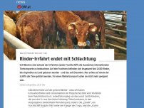 Bild zum Artikel: Rinder-Irrfahrt endet mit Schlachtung