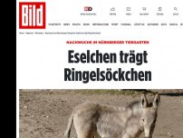 Bild zum Artikel: Nachwuchs im Tiergarten - Eselchen trägt Ringelsöckchen