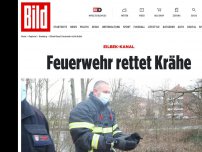 Bild zum Artikel: Eilbek-Kanal - Feuerwehr rettet Krähe!