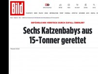 Bild zum Artikel: Gefährliches Versteck überlebt - Sechs Katzenbabys aus  15-Tonner gerettet