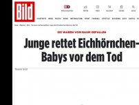 Bild zum Artikel: Sie waren vom Baum gefallen - Junge rettet Eichhörnchen-Babys vor dem Tod