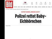 Bild zum Artikel: Notruf wegen „Hilfloser Person“ - Polizei rettet Baby-Eichhörnchen