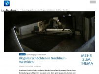 Bild zum Artikel: Vorwürfe gegen Schlachthof in NRW: Illegales Schächten