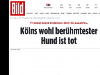 Bild zum Artikel: nach einem Schlaganfall - Kölns wohl berühmtester Hund ist tot