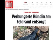 Bild zum Artikel: Polizei ermittelt - Verhungerte Hündin am Feldrand entsorgt