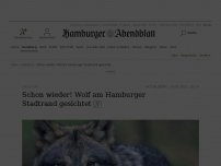 Bild zum Artikel: Sinstorf: Schon wieder! Wolf am Hamburger Stadtrand gesichtet