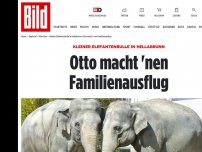 Bild zum Artikel: Kleiner Elefantenbulle  - Otto machte 'nen Familienausflug