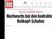 Bild zum Artikel: Baby-Glück im Tiergarten - Nachwuchs bei Nürnbergs bedrohten Rotkopf-Schafen