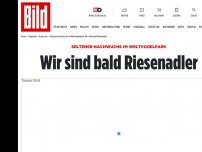 Bild zum Artikel: Seltener Nachwuchs im Weltvogelpark - Drei Riesenadler-Küken geschlüpft