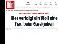 Bild zum Artikel: Angst-Begegnung  - Wolf verfolgt Frau auf Feld in Niedersachsen