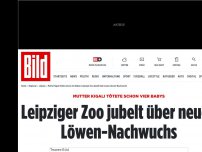 Bild zum Artikel: Mutter tötete schon vier Babys - Leipziger Zoo jubelt über neuen Löwen-Nachwuchs