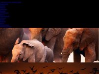 Bild zum Artikel: Kruger-Nationalpark: Elefanten trampeln mutmaßlichen Wilderer in Südafrika zu Tode